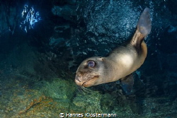 A playful sea lion in a small cavern in Mexico by Hannes Klostermann 